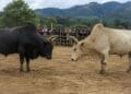 East Jaintia Hills DM prohibits bull fighting, animal fights across district