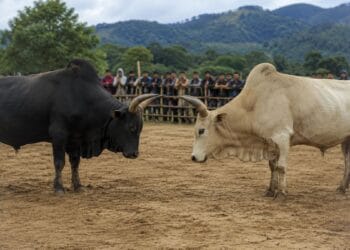 East Jaintia Hills DM prohibits bull fighting, animal fights across district
