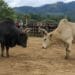 East Jaintia Hills DM prohibits bull fighting, animal fights across district