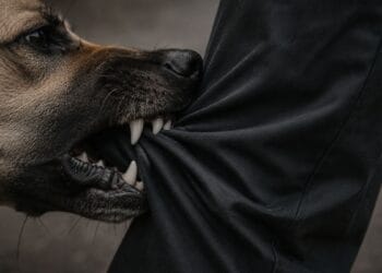 Meghalaya targets 2030 rabies elimination as East Khasi Hills records 7,500 bites