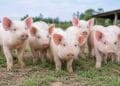 Gene-edited pig kidney keeps patient off dialysis for 271 days
