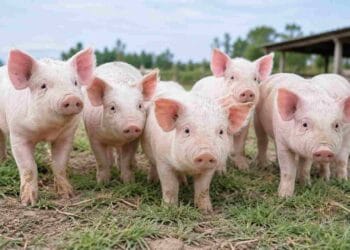 Gene-edited pig kidney keeps patient off dialysis for 271 days