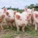 Gene-edited pig kidney keeps patient off dialysis for 271 days